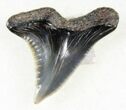 Beautiful Hemipristis Shark Tooth Fossil #27020-1